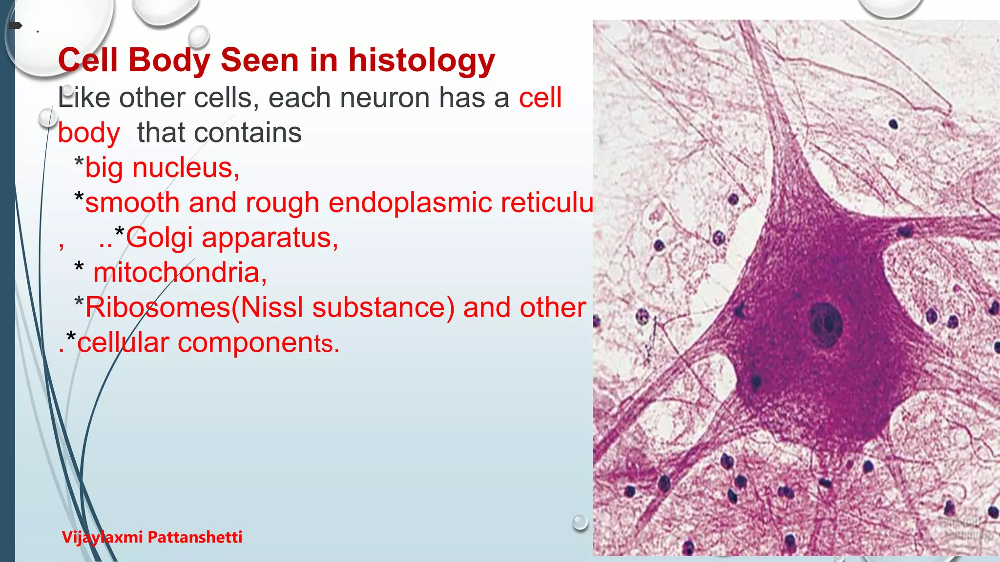  .
Cell Body Seen in histology
Like other cells, each neuron has a cell
body that contains
*big nucleus,
*smooth and rough endoplasmic reticulum
, ..*Golgi apparatus,
* mitochondria,
*Ribosomes(Nissl substance) and other .
.*cellular components.
Vijaylaxmi Pattanshetti
 