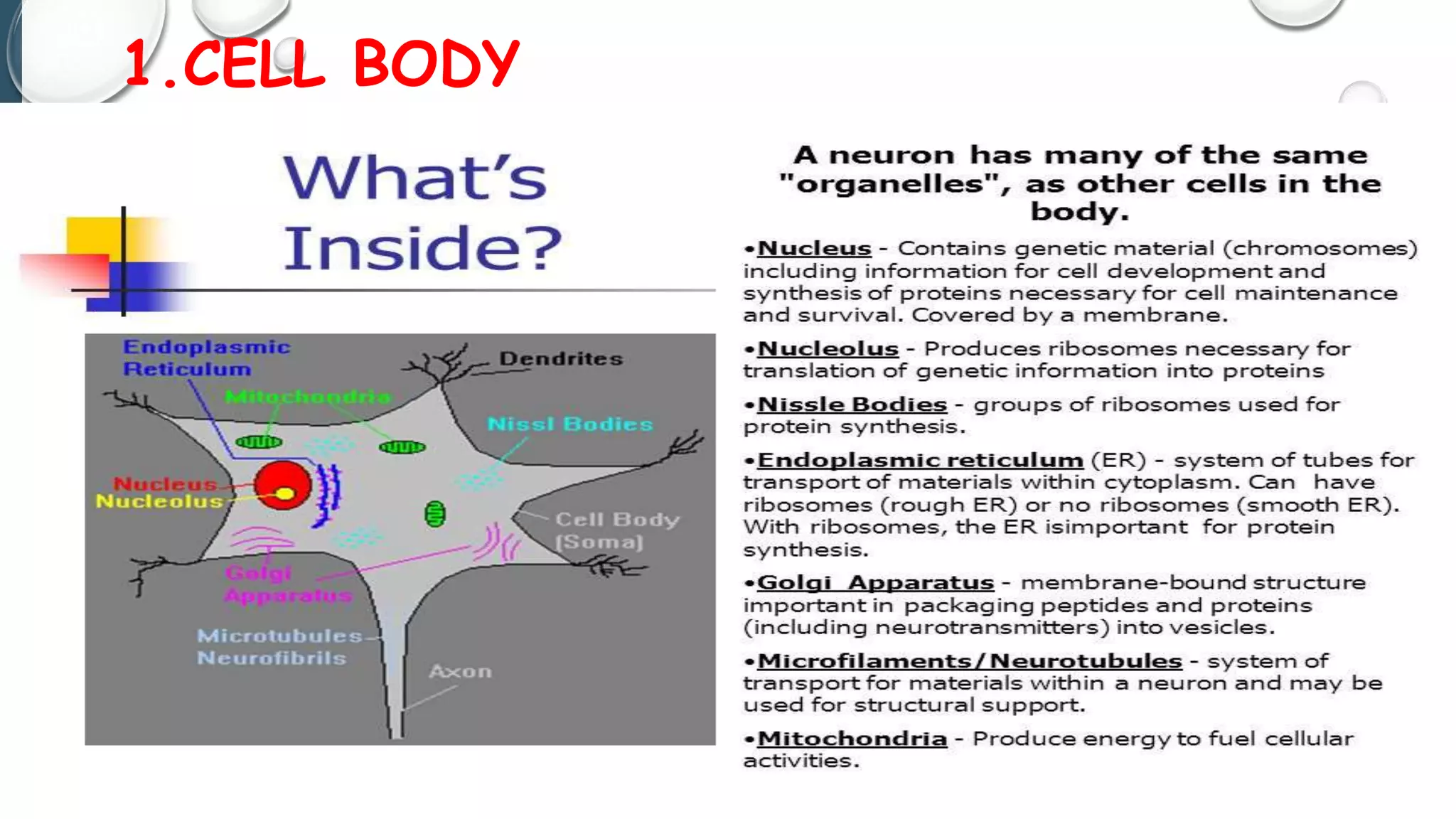 1.CELL BODY
Vijaylaxmi Pattanshetti
 