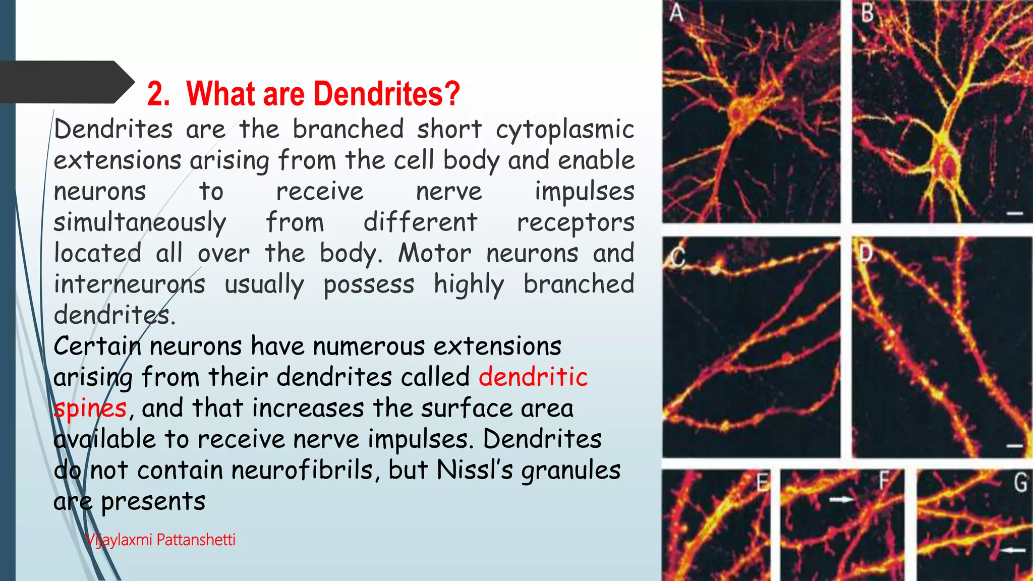 Vijaylaxmi Pattanshetti
2. What are Dendrites?
Dendrites are the branched short cytoplasmic
extensions arising from the cell body and enable
neurons to receive nerve impulses
simultaneously from different receptors
located all over the body. Motor neurons and
interneurons usually possess highly branched
dendrites.
Certain neurons have numerous extensions
arising from their dendrites called dendritic
spines, and that increases the surface area
available to receive nerve impulses. Dendrites
do not contain neurofibrils, but Nissl’s granules
are presents
 