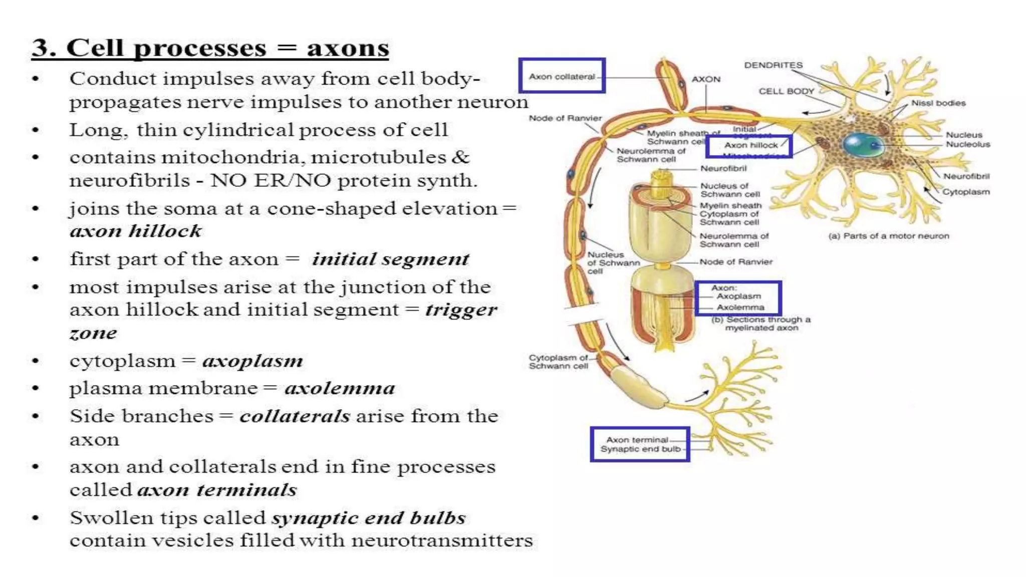 Vijaylaxmi Pattanshetti
 