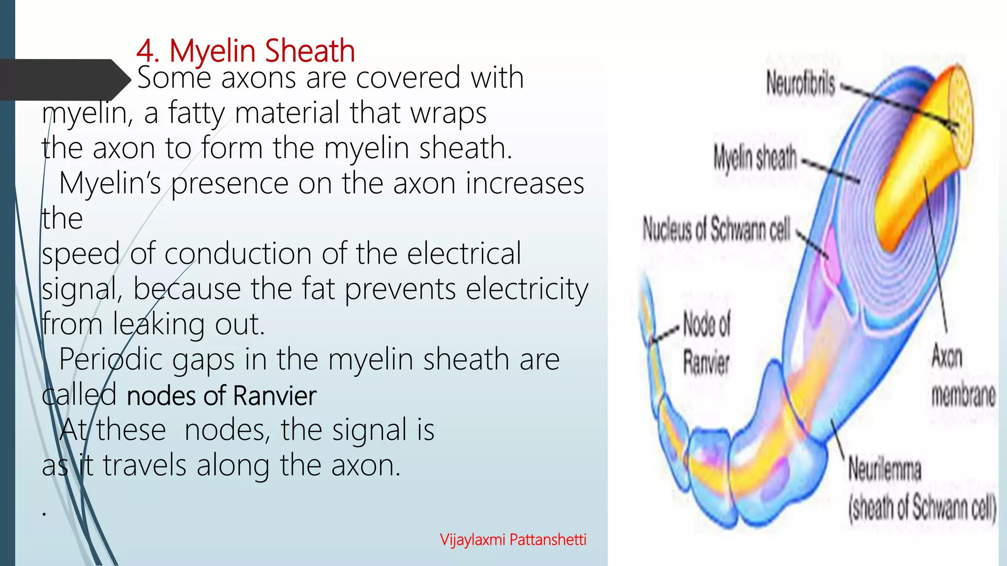 4. Myelin Sheath
Some axons are covered with
myelin, a fatty material that wraps
the axon to form the myelin sheath.
Myelin’s presence on the axon increases
the
speed of conduction of the electrical
signal, because the fat prevents electricity
from leaking out.
Periodic gaps in the myelin sheath are
called nodes of Ranvier
At these nodes, the signal is
as it travels along the axon.
.
Vijaylaxmi Pattanshetti
 
