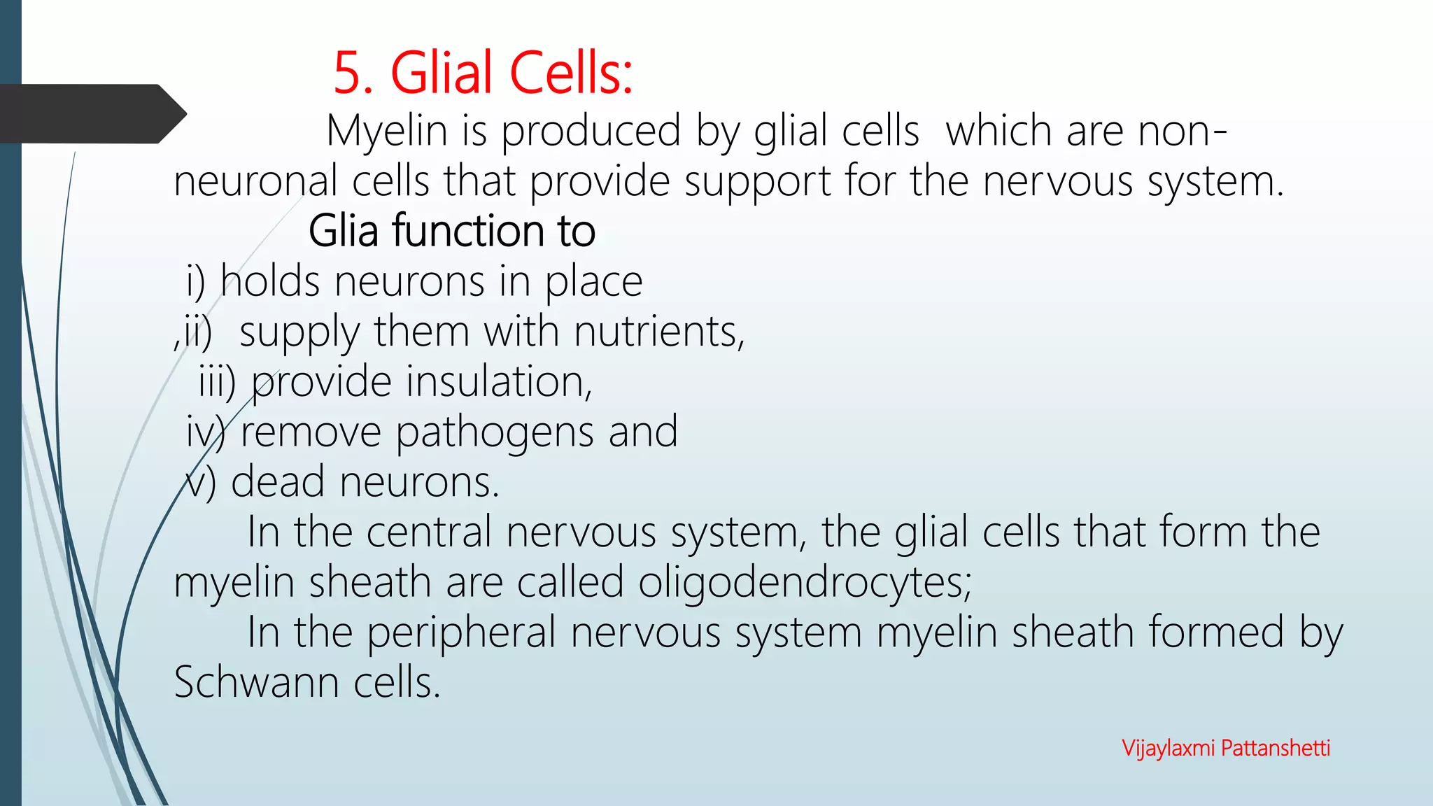 Vijaylaxmi Pattanshetti
5. Glial Cells:
Myelin is produced by glial cells which are non-
neuronal cells that provide support for the nervous system.
Glia function to
i) holds neurons in place
,ii) supply them with nutrients,
iii) provide insulation,
iv) remove pathogens and
v) dead neurons.
In the central nervous system, the glial cells that form the
myelin sheath are called oligodendrocytes;
In the peripheral nervous system myelin sheath formed by
Schwann cells.
 