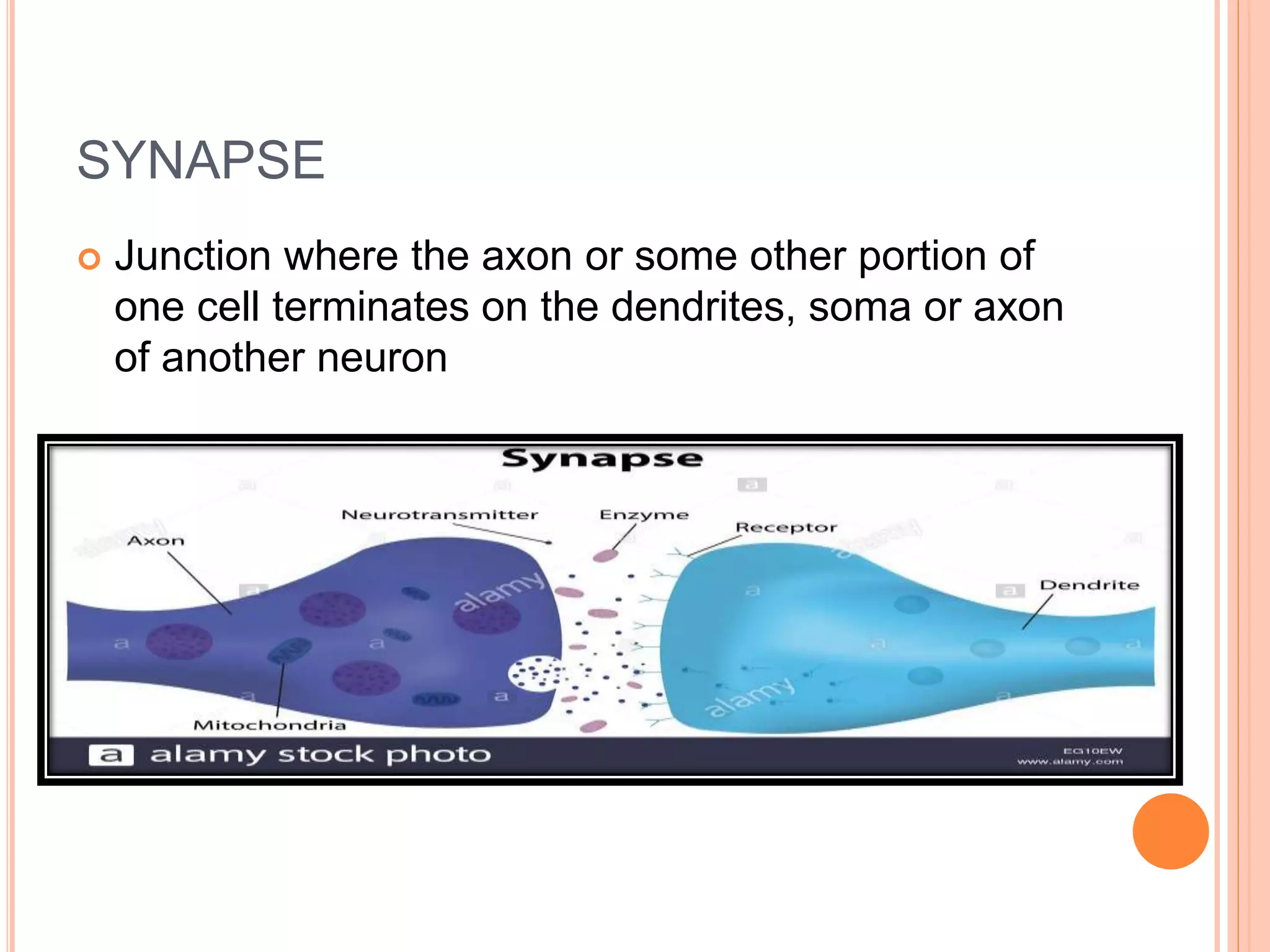 SYNAPSE
 Junction where the axon or some other portion of
one cell terminates on the dendrites, soma or axon
of another neuron
 