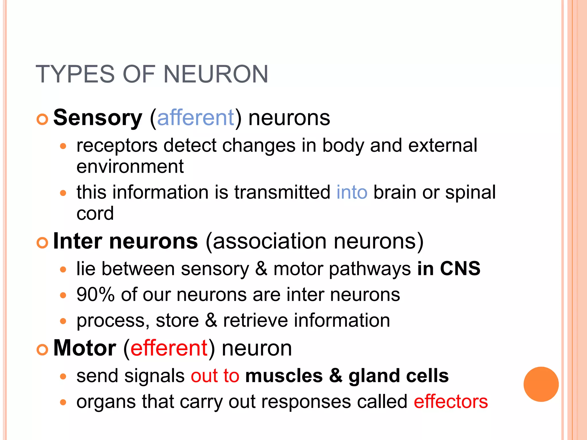 TYPES OF NEURON
 Sensory (afferent) neurons
 receptors detect changes in body and external
environment
 this information is transmitted into brain or spinal
cord
 Inter neurons (association neurons)
 lie between sensory & motor pathways in CNS
 90% of our neurons are inter neurons
 process, store & retrieve information
 Motor (efferent) neuron
 send signals out to muscles & gland cells
 organs that carry out responses called effectors
 