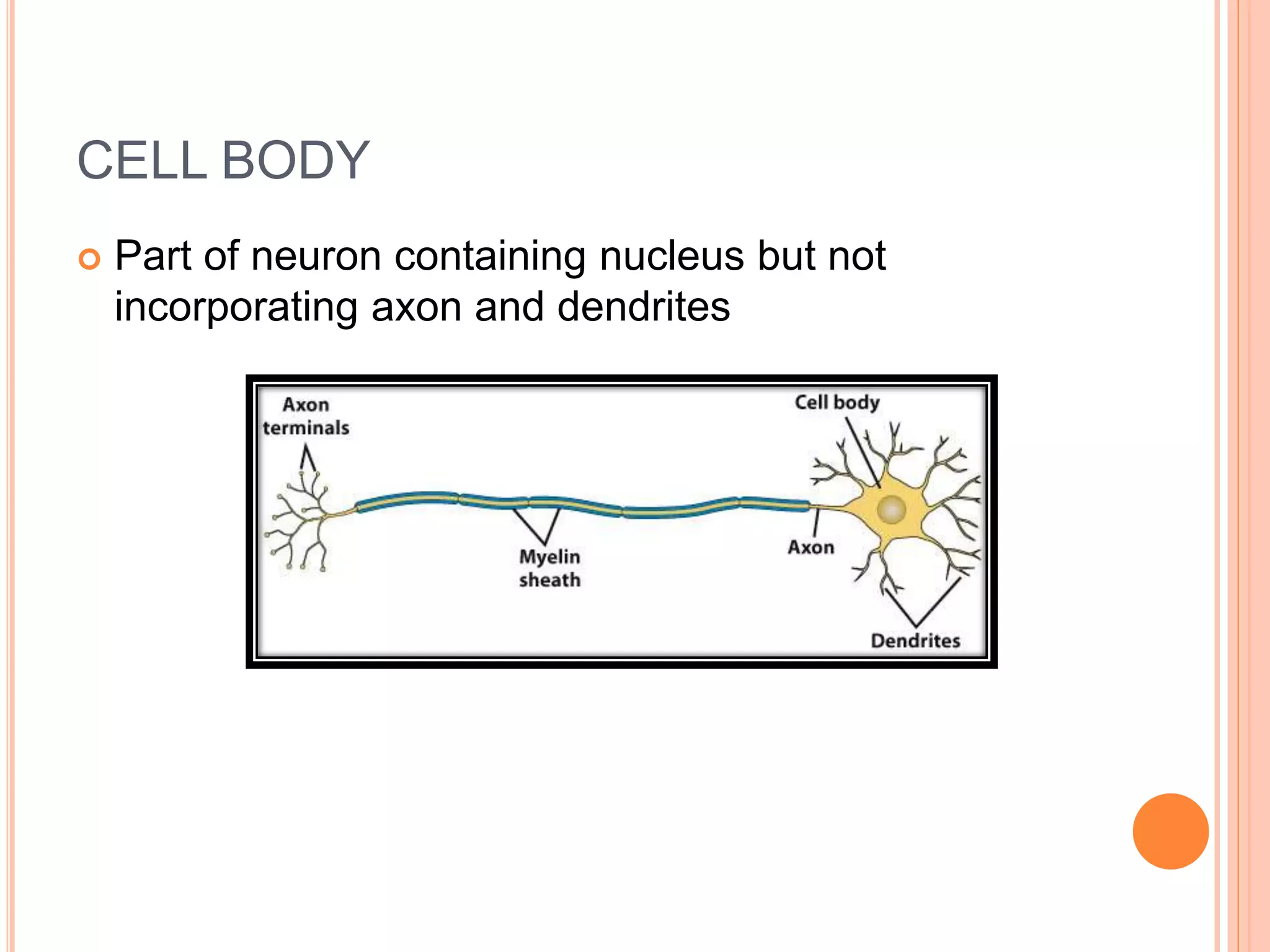 CELL BODY
 Part of neuron containing nucleus but not
incorporating axon and dendrites
 