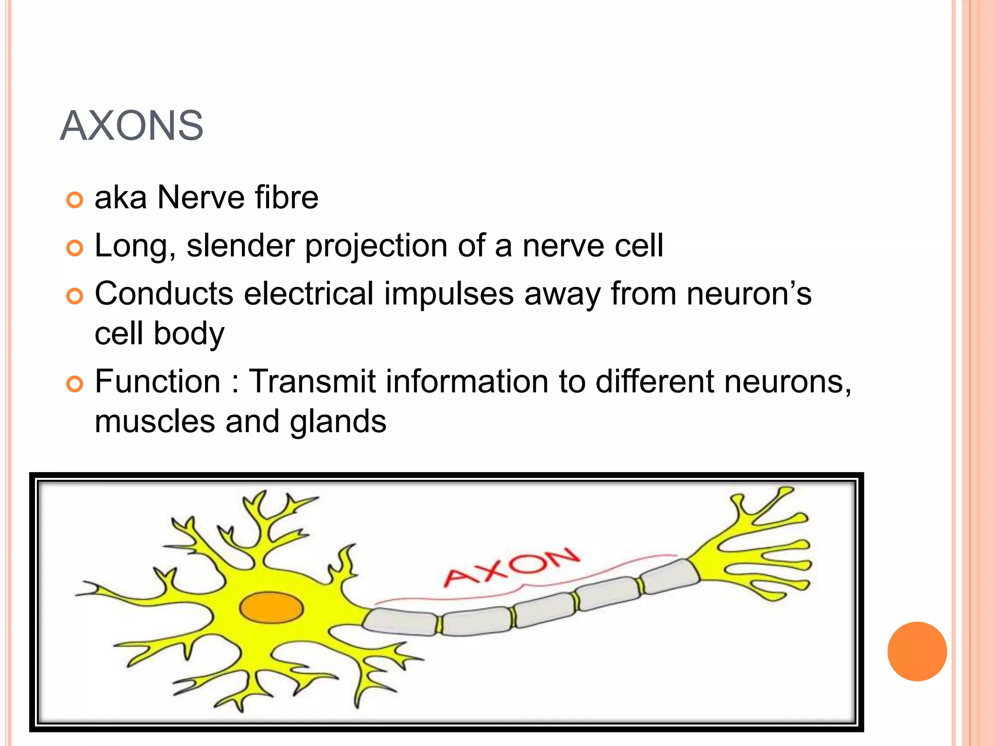 AXONS
 aka Nerve fibre
 Long, slender projection of a nerve cell
 Conducts electrical impulses away from neuron’s
cell body
 Function : Transmit information to different neurons,
muscles and glands
 