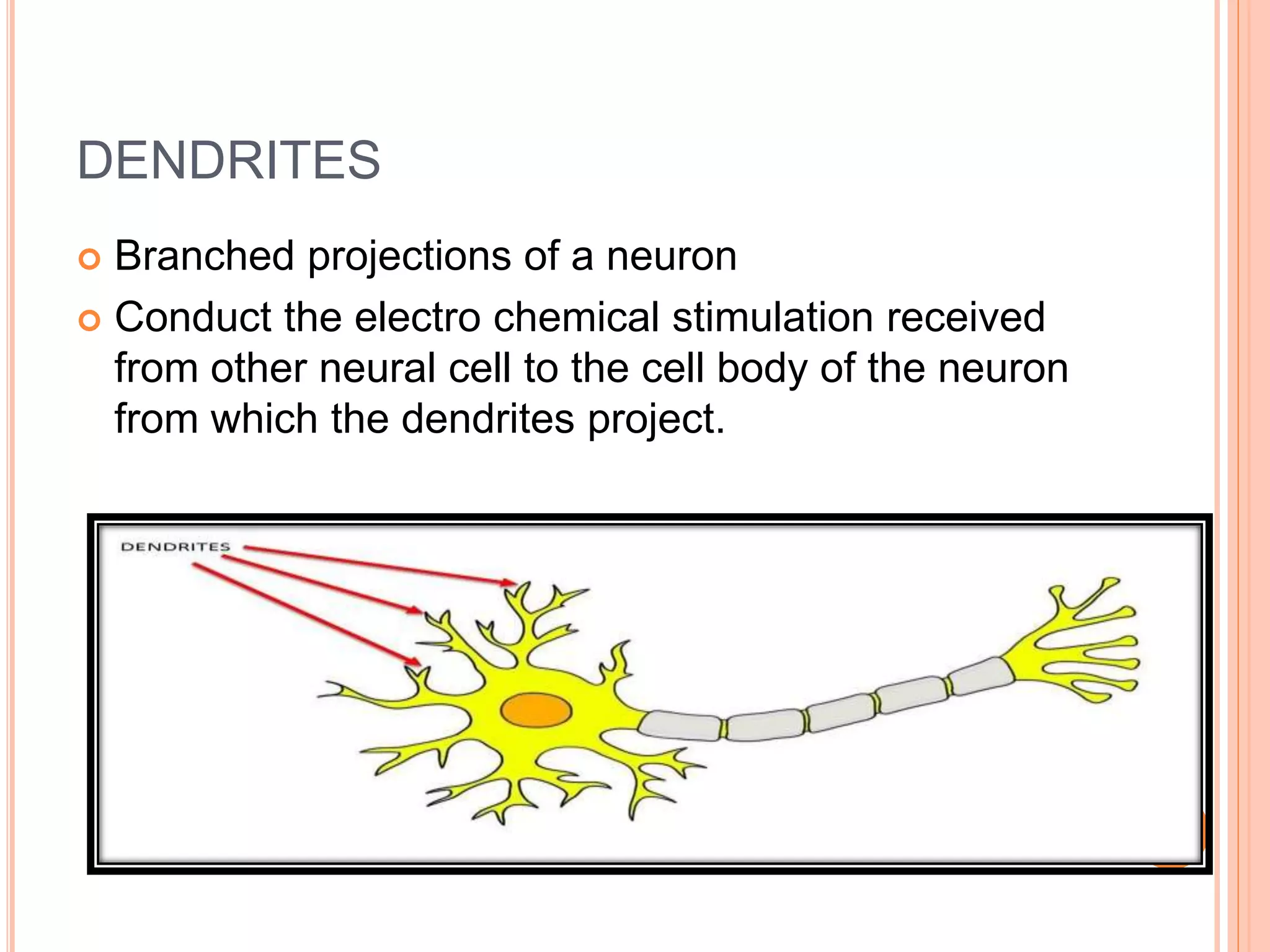 DENDRITES
 Branched projections of a neuron
 Conduct the electro chemical stimulation received
from other neural cell to the cell body of the neuron
from which the dendrites project.
 