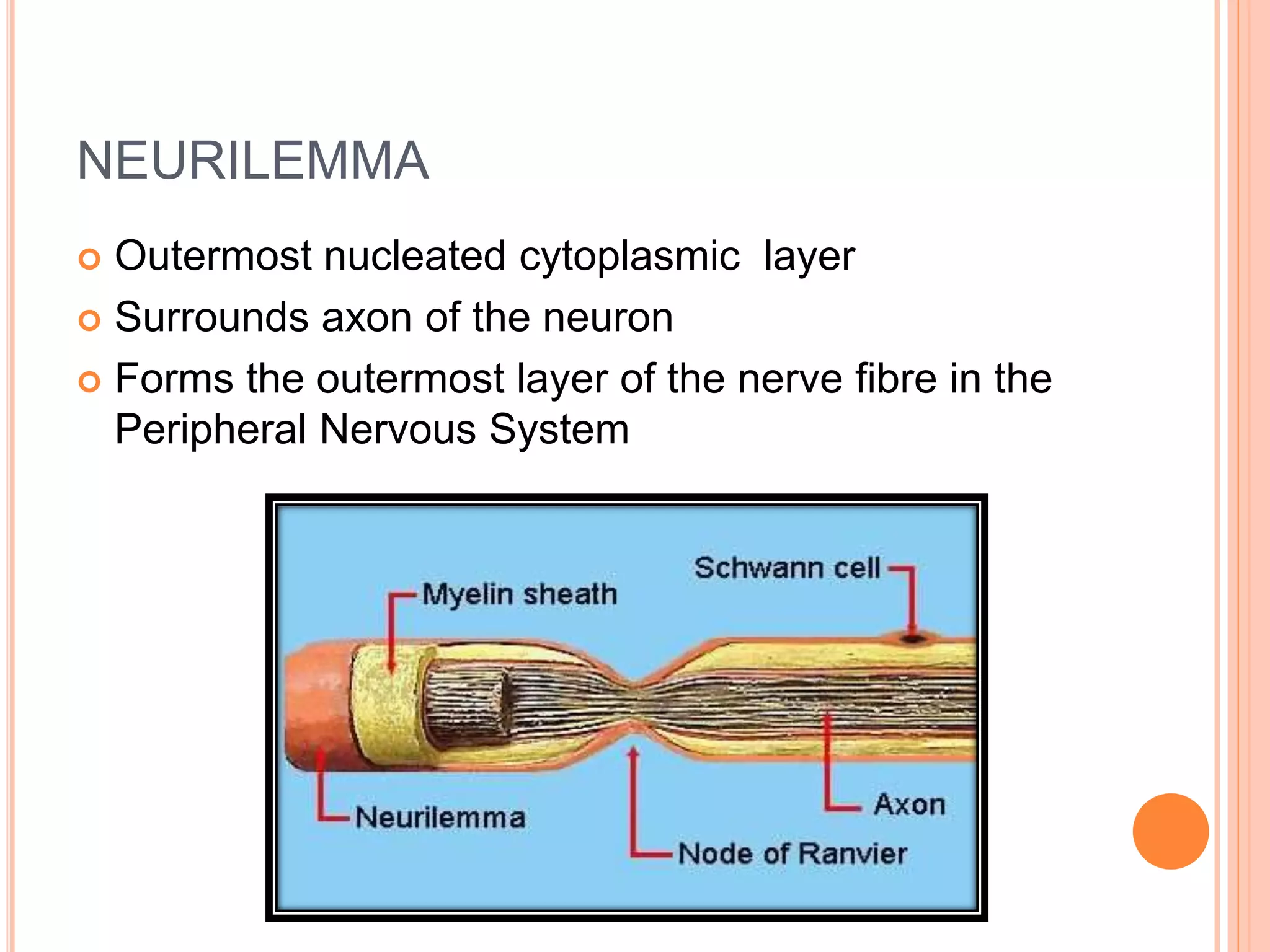 NEURILEMMA
 Outermost nucleated cytoplasmic layer
 Surrounds axon of the neuron
 Forms the outermost layer of the nerve fibre in the
Peripheral Nervous System
 