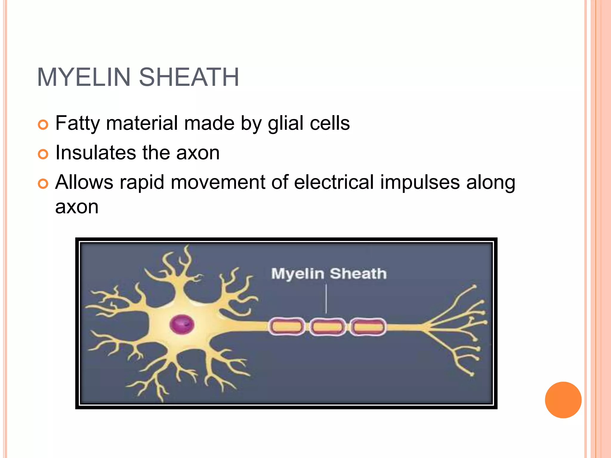 MYELIN SHEATH
 Fatty material made by glial cells
 Insulates the axon
 Allows rapid movement of electrical impulses along
axon
 
