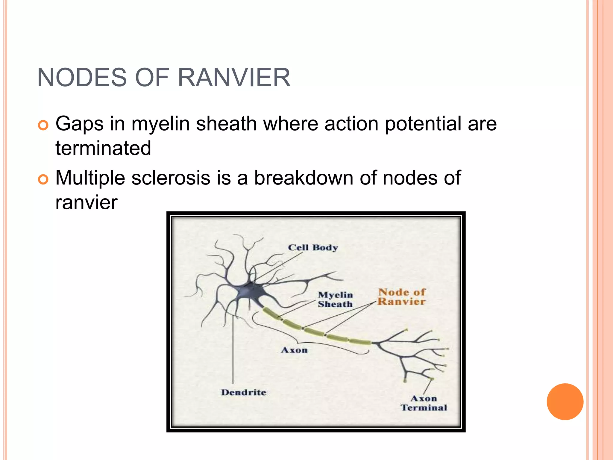 NODES OF RANVIER
 Gaps in myelin sheath where action potential are
terminated
 Multiple sclerosis is a breakdown of nodes of
ranvier
 