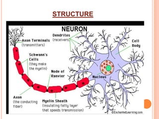 Structure of neuron - simple slide | PPTX | Brain and Nervous System ...