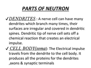 PARTS OF NEUTRON
✔DENDRITES : A nerve cell can have many
dendrites which branch many times, their
surfaces are irregular and covered in dendritic
spines. Dendritic tip of nerve cell sets off a
chemical reaction that creates an electrical
impulse.
✔ CELL BODY(soma): The Electrical impulse
travels from the dendrite to the cell body. It
produces all the proteins for the dendrites
,axons & synaptic terminals
 
