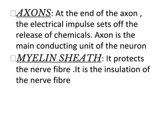 ⮚AXONS: At the end of the axon ,
the electrical impulse sets off the
release of chemicals. Axon is the
main conducting unit of the neuron
⮚MYELIN SHEATH: It protects
the nerve fibre .It is the insulation of
the nerve fibre
 