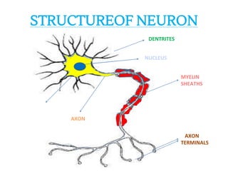 STRUCTUREOF NEURON
DENTRITES
MYELIN
SHEATHS
AXON
TERMINALS
NUCLEUS
AXON
SOMA/CELL BODY
 