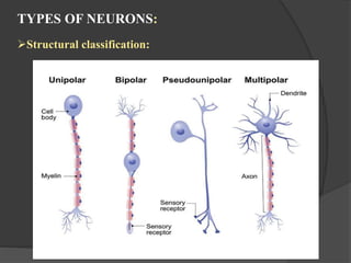 Neorune Types Structure of neuron and propagation mechanism of nerve impulse | PPTX