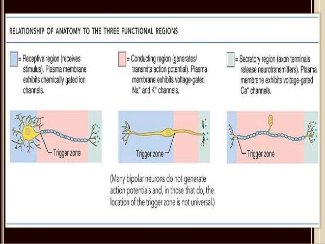 neuron types