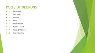 Comprehensive Overview of Neuron Structure and Function in the Nervous ...
