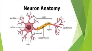Comprehensive Overview of Neuron Structure and Function in the Nervous ...