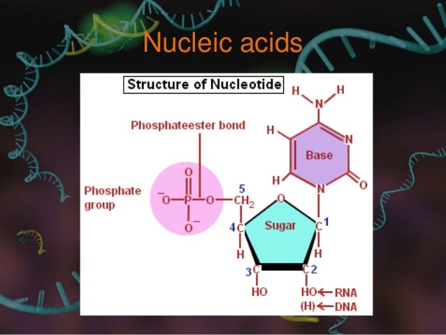free download nucleic acid structure