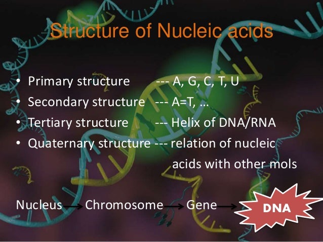 Structure of nucleic acids