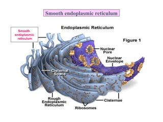 STRUCTURE OF ORGANELLES AND FUNCTIONS.ppt