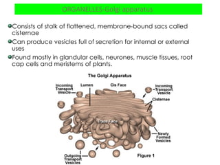 STRUCTURE OF ORGANELLES AND FUNCTIONS.ppt
