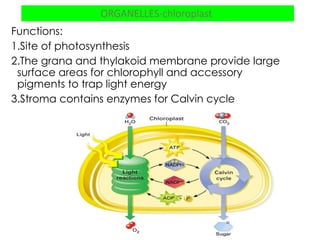 Grana Function STRUCTURE OF ORGANELLES AND FUNCTIONS.ppt