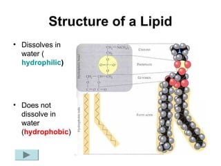 Structure of a Lipid
• Dissolves in
  water (
  hydrophilic)




• Does not
  dissolve in
  water
  (hydrophobic)
 