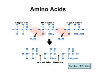 Amino Acids




              Function of Proteins
 