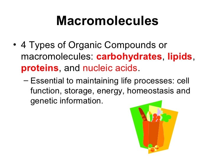 4 types of macromolecules