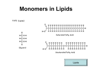 Monomers in Lipids
Lipids
 