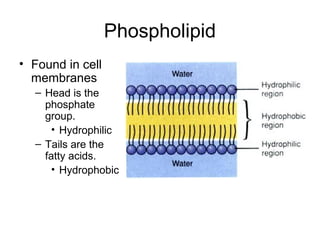 Phospholipid
• Found in cell
membranes
– Head is the
phosphate
group.
• Hydrophilic
– Tails are the
fatty acids.
• Hydrophobic
 