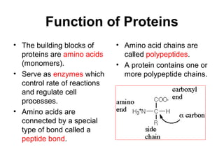 Function of Proteins
• The building blocks of
proteins are amino acids
(monomers).
• Serve as enzymes which
control rate of reactions
and regulate cell
processes.
• Amino acids are
connected by a special
type of bond called a
peptide bond.
• Amino acid chains are
called polypeptides.
• A protein contains one or
more polypeptide chains.
 