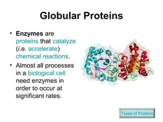 Globular Proteins
• Enzymes are
proteins that catalyze
(i.e. accelerate)
chemical reactions.
• Almost all processes
in a biological cell
need enzymes in
order to occur at
significant rates.
Types of Proteins
 