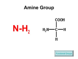 Amine Group
N-H2
Functional Groups
 