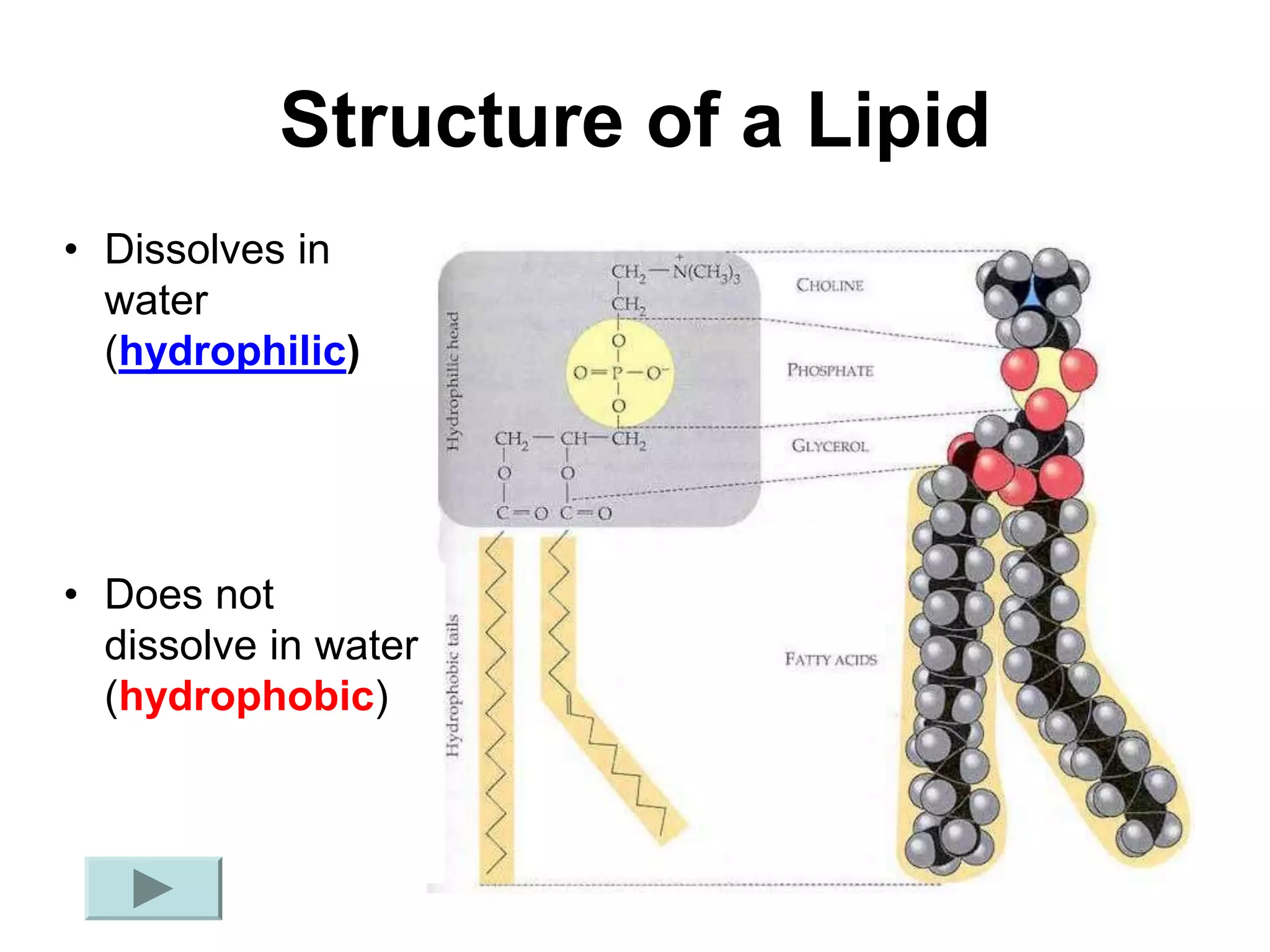 Structure of a Lipid
• Dissolves in
water
(hydrophilic)
• Does not
dissolve in water
(hydrophobic)
 