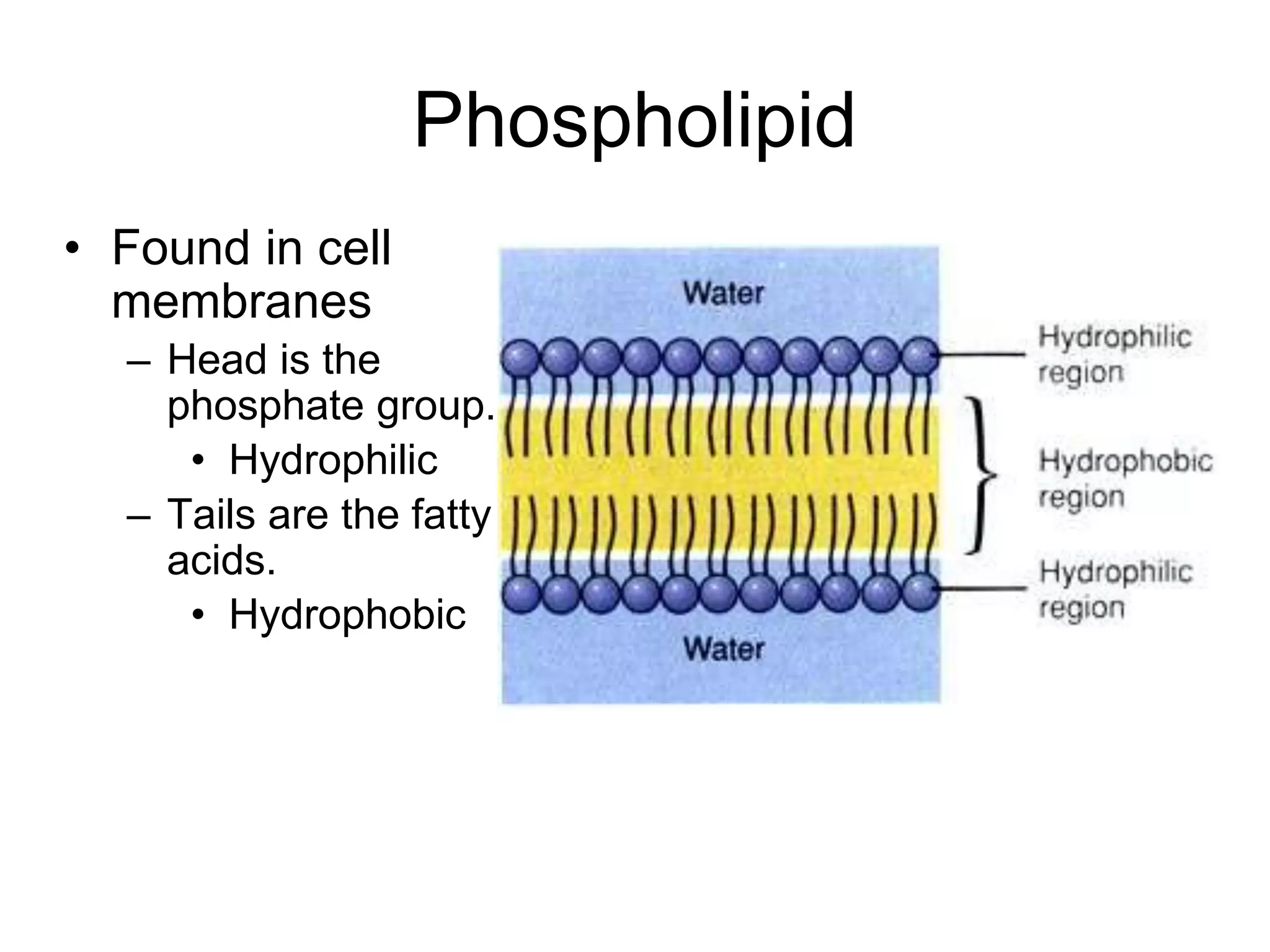 Phospholipid
• Found in cell
membranes
– Head is the
phosphate group.
• Hydrophilic
– Tails are the fatty
acids.
• Hydrophobic
 