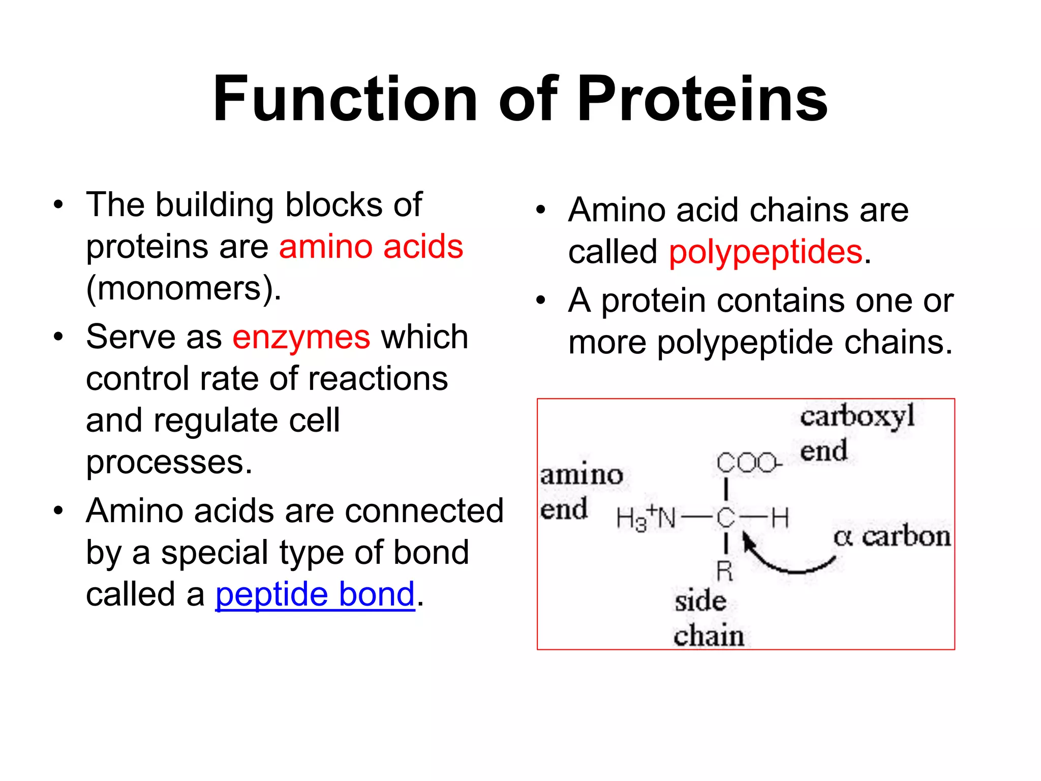 Function of Proteins
• The building blocks of
proteins are amino acids
(monomers).
• Serve as enzymes which
control rate of reactions
and regulate cell
processes.
• Amino acids are connected
by a special type of bond
called a peptide bond.
• Amino acid chains are
called polypeptides.
• A protein contains one or
more polypeptide chains.
 