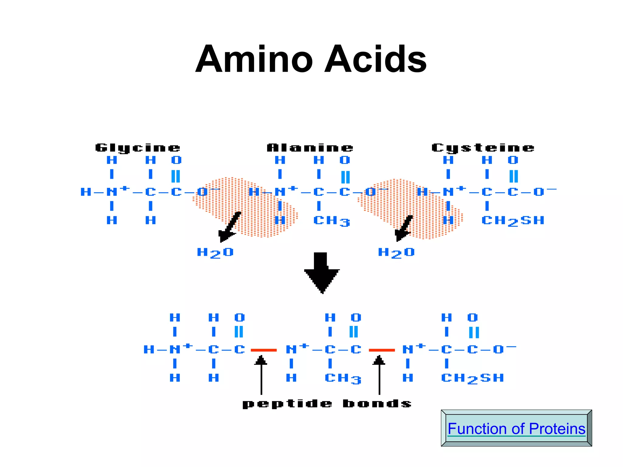 Amino Acids
Function of Proteins
 