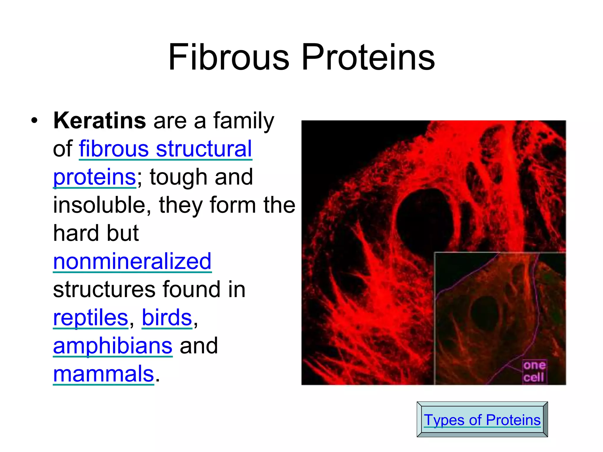 Fibrous Proteins
• Keratins are a family
of fibrous structural
proteins; tough and
insoluble, they form the
hard but
nonmineralized
structures found in
reptiles, birds,
amphibians and
mammals.
Types of Proteins
 