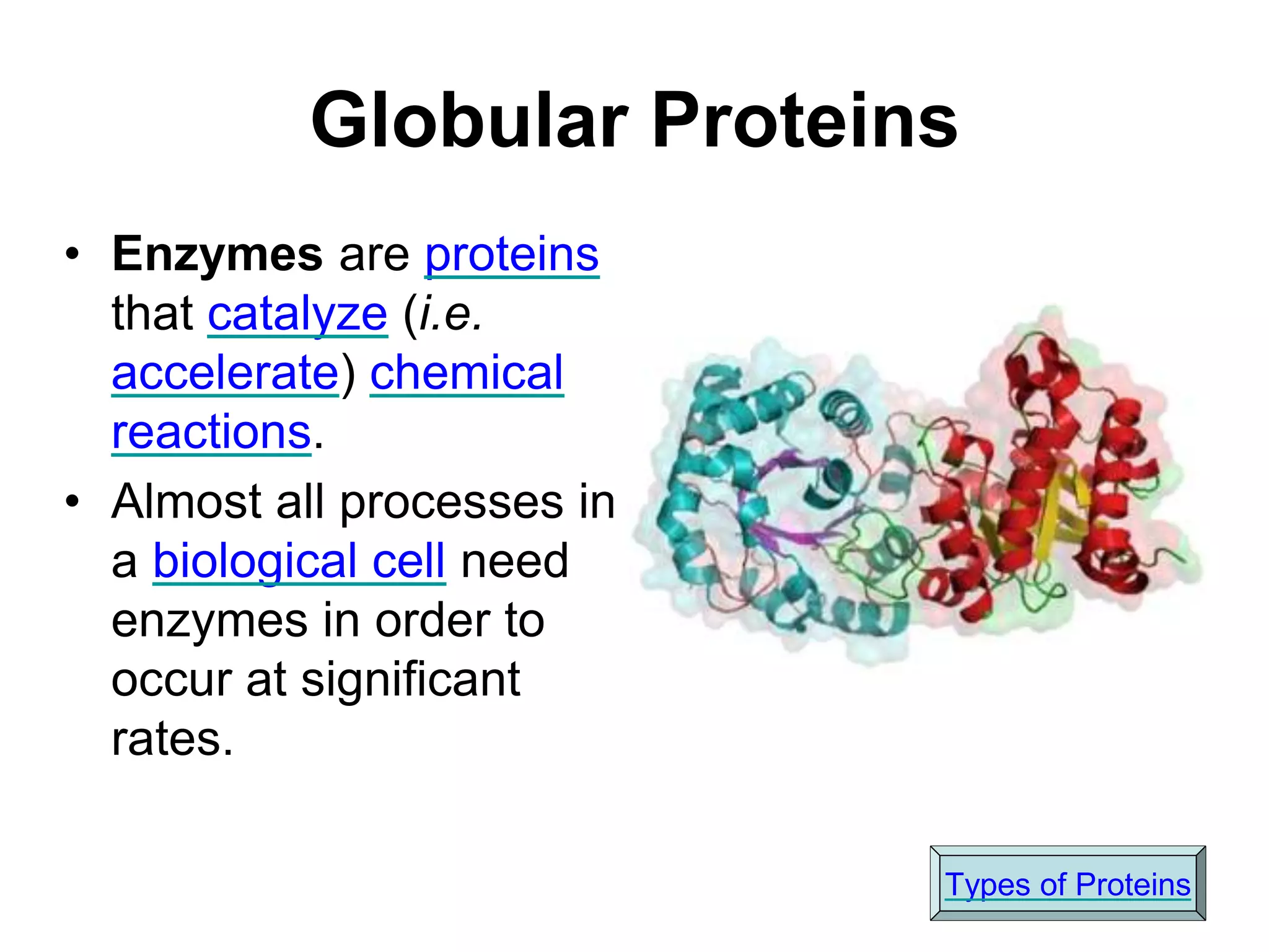 Globular Proteins
• Enzymes are proteins
that catalyze (i.e.
accelerate) chemical
reactions.
• Almost all processes in
a biological cell need
enzymes in order to
occur at significant
rates.
Types of Proteins
 
