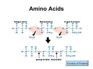 Amino Acids
Function of Proteins
 
