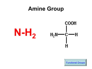 Amine Group
N-H2
Functional Groups
 