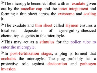 The micropyle becomes filled with an exudate given
out by the nucellar cap and the inner integument and
forming a thin sheet across the exostome and sealing
it.
The exudate and thin sheet called Hymen ensures a
localized deposition of synergid-synthesized
chemotropic agents in the micropyle.
This may act as a stimulus for the pollen tube to
enter the micropyle.
In post-fertilization stages, a plug is formed that
occludes the micropyle. The plug probably has a
protective role against desiccation and pathogen
invasion.
 