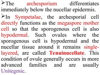 The archesporium differentiates
immediately below the nucellar epidermis.
In Sympetalae, the archesporial cell
directly functions as the megaspore mother
cell so that the sporogenous cell is also
hypodermal. Such ovules where the
sporogenous cell is hypodermal and the
nucellar tissue around it remains single-
layered, are called Tenuinucellate. This
condition of ovule generally occurs in more
advanced families and are usually
Unitegmic.
 