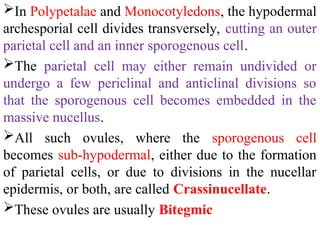 In Polypetalae and Monocotyledons, the hypodermal
archesporial cell divides transversely, cutting an outer
parietal cell and an inner sporogenous cell.
The parietal cell may either remain undivided or
undergo a few periclinal and anticlinal divisions so
that the sporogenous cell becomes embedded in the
massive nucellus.
All such ovules, where the sporogenous cell
becomes sub-hypodermal, either due to the formation
of parietal cells, or due to divisions in the nucellar
epidermis, or both, are called Crassinucellate.
These ovules are usually Bitegmic
 