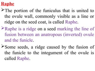 Raphe
The portion of the funiculus that is united to
the ovule wall, commonly visible as a line or
ridge on the seed coat, is called Raphe.
Raphe is a ridge on a seed marking the line of
fusion between an anatropous (inverted) ovule
and the funicle.
Some seeds, a ridge caused by the fusion of
the funicle to the integument of the ovule is
called Raphe.
 