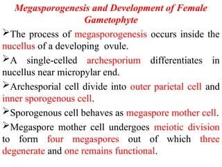 Megasporogenesis and Development of Female
Gametophyte
The process of megasporogenesis occurs inside the
nucellus of a developing ovule.
A single-celled archesporium differentiates in
nucellus near micropylar end.
Archesporial cell divide into outer parietal cell and
inner sporogenous cell.
Sporogenous cell behaves as megaspore mother cell.
Megaspore mother cell undergoes meiotic division
to form four megaspores out of which three
degenerate and one remains functional.
 