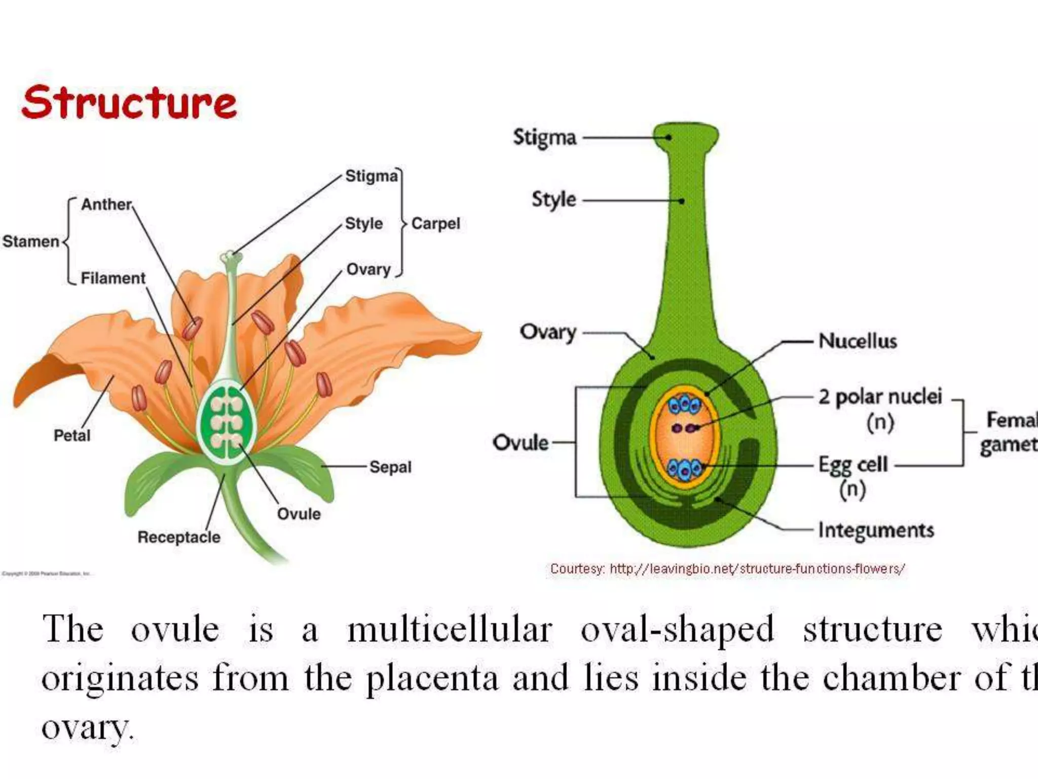 Structure & Types of ovule