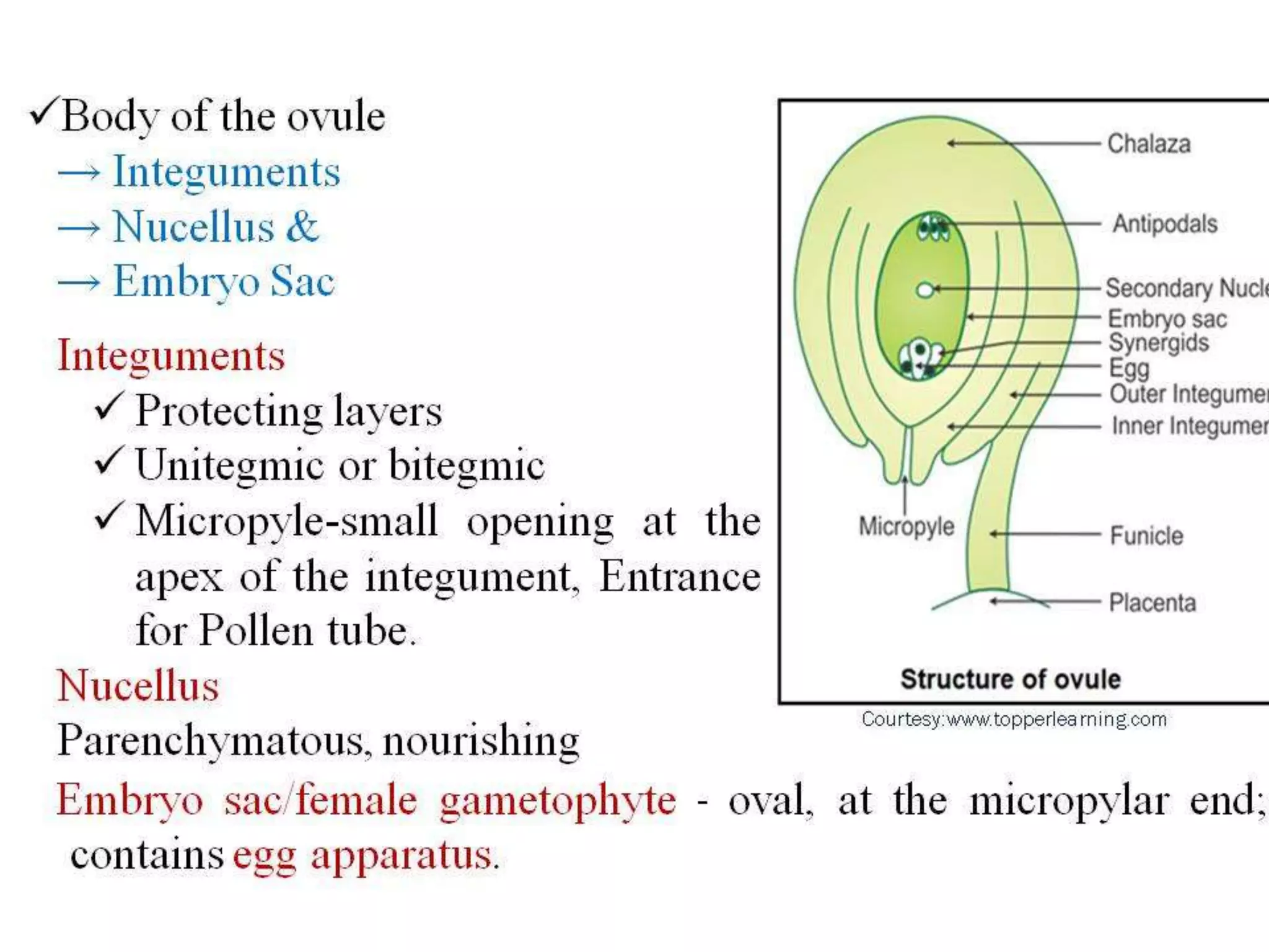 Structure & Types of ovule